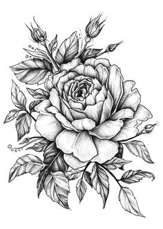 flower drawing rose at getdrawings com free for personal use