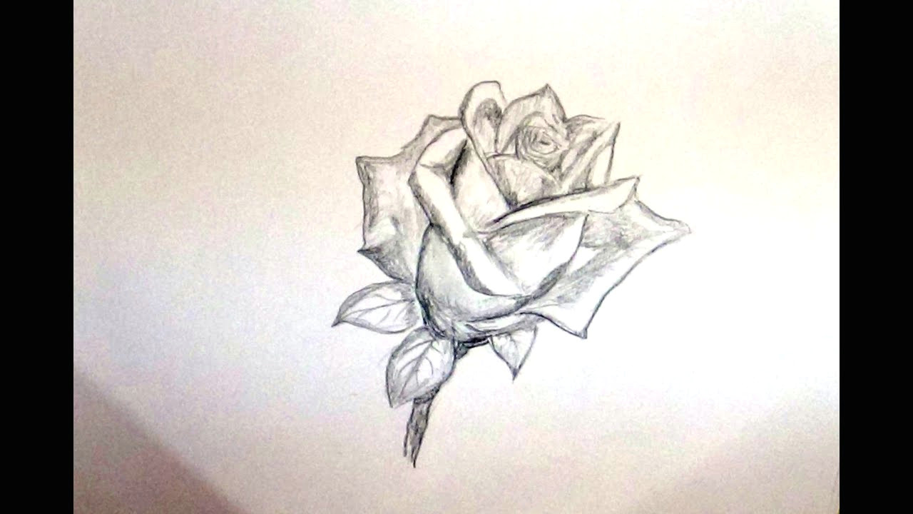 how to draw a rose flower sketch a rose flower for beginners