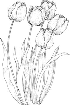 click to see printable version of four tulips coloring page tulip drawing flower pattern drawing