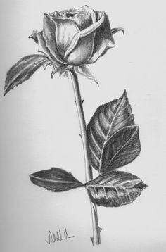 drawing beautiful roses rose drawings rose symbol of love rose wallpapers and quotes beautiful