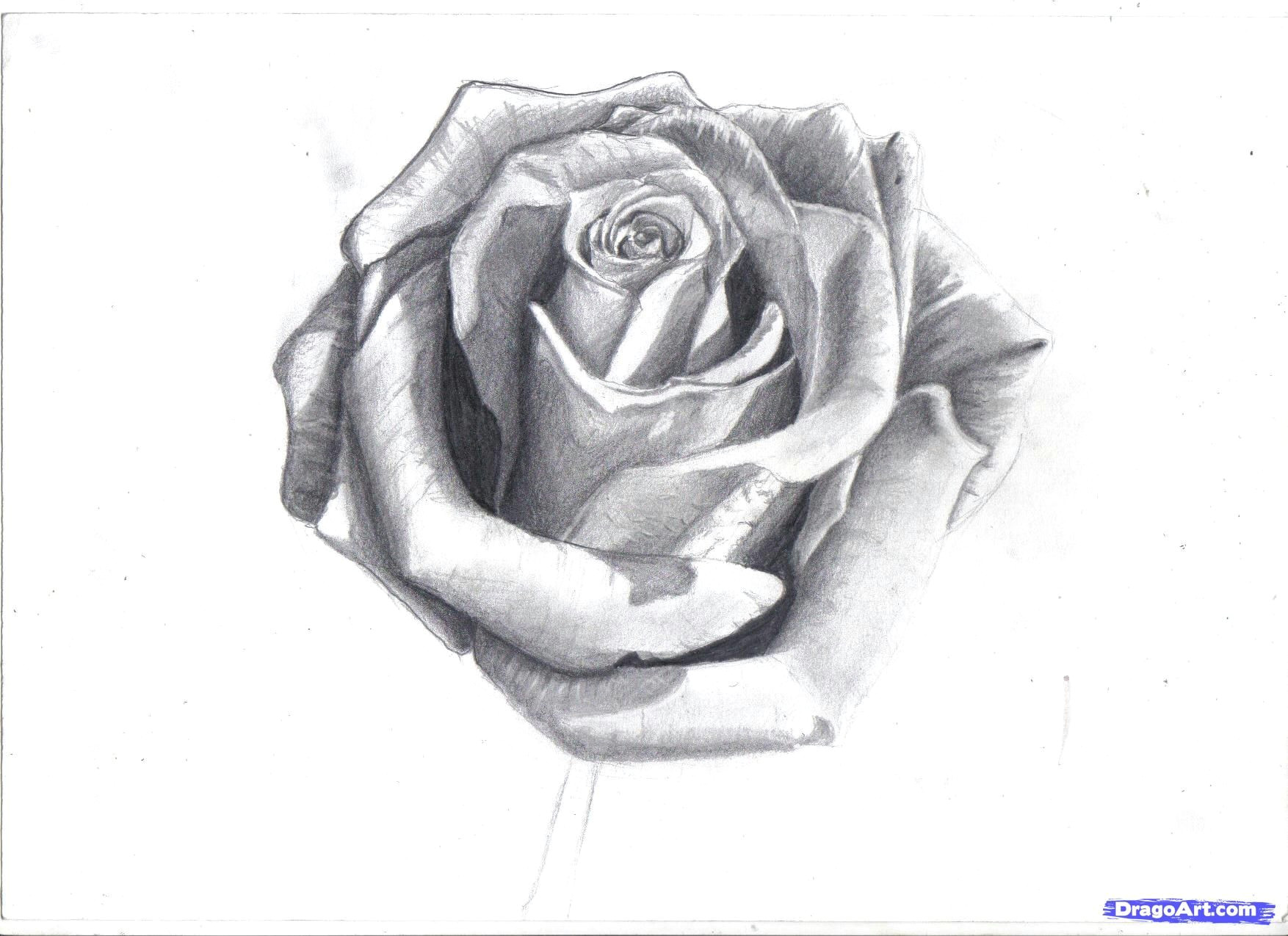 how to draw a rose in pencil draw a realistic rose step by step