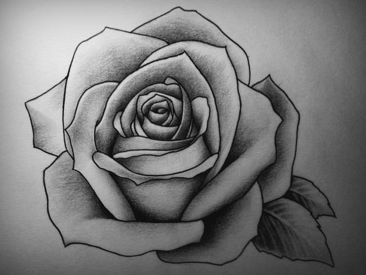 rose by detailedexpressions deviantart com on deviantart