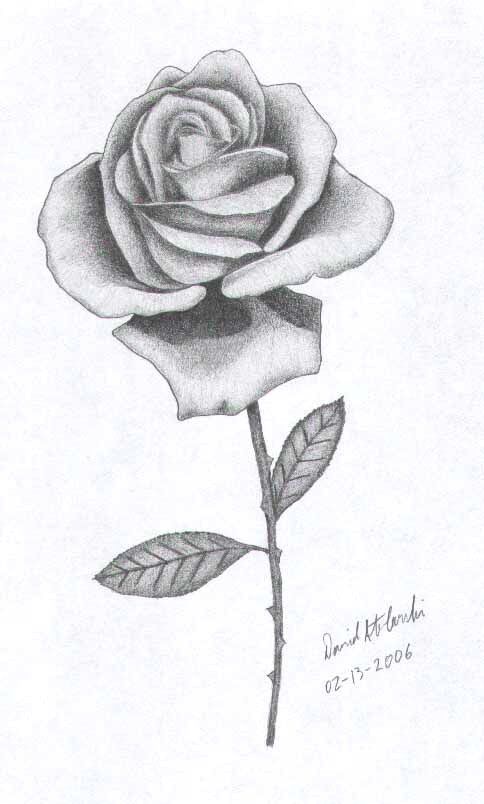 rose sketch