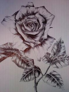 rose drawing