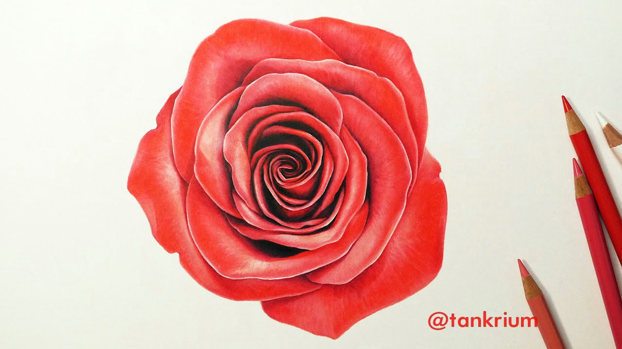 rose drawing