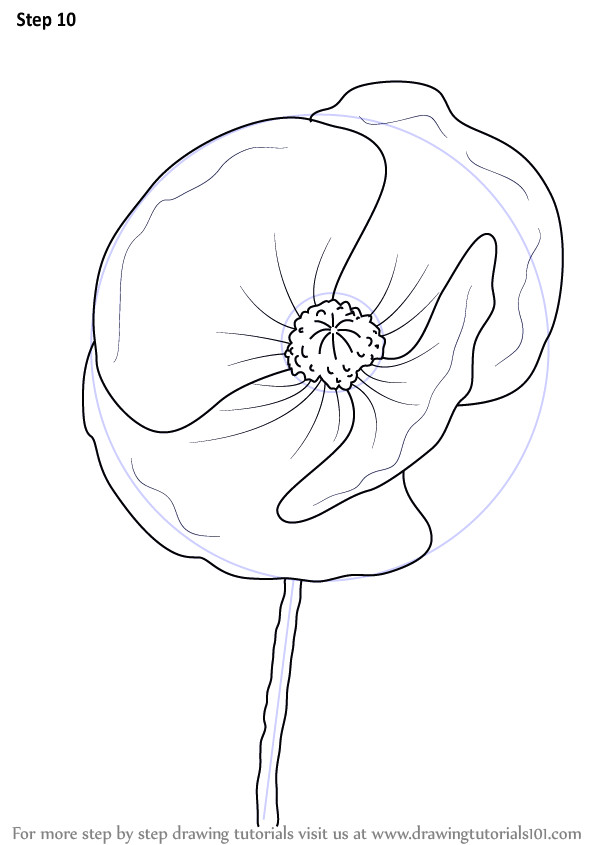 learn how to draw poppy flower poppy step by step drawing tutorials