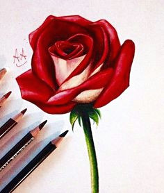 how to draw a rose more rose drawing pencil