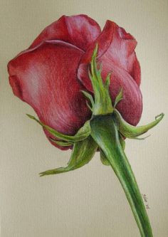 l colour pencil drawing rose drawing pencil red rose drawing