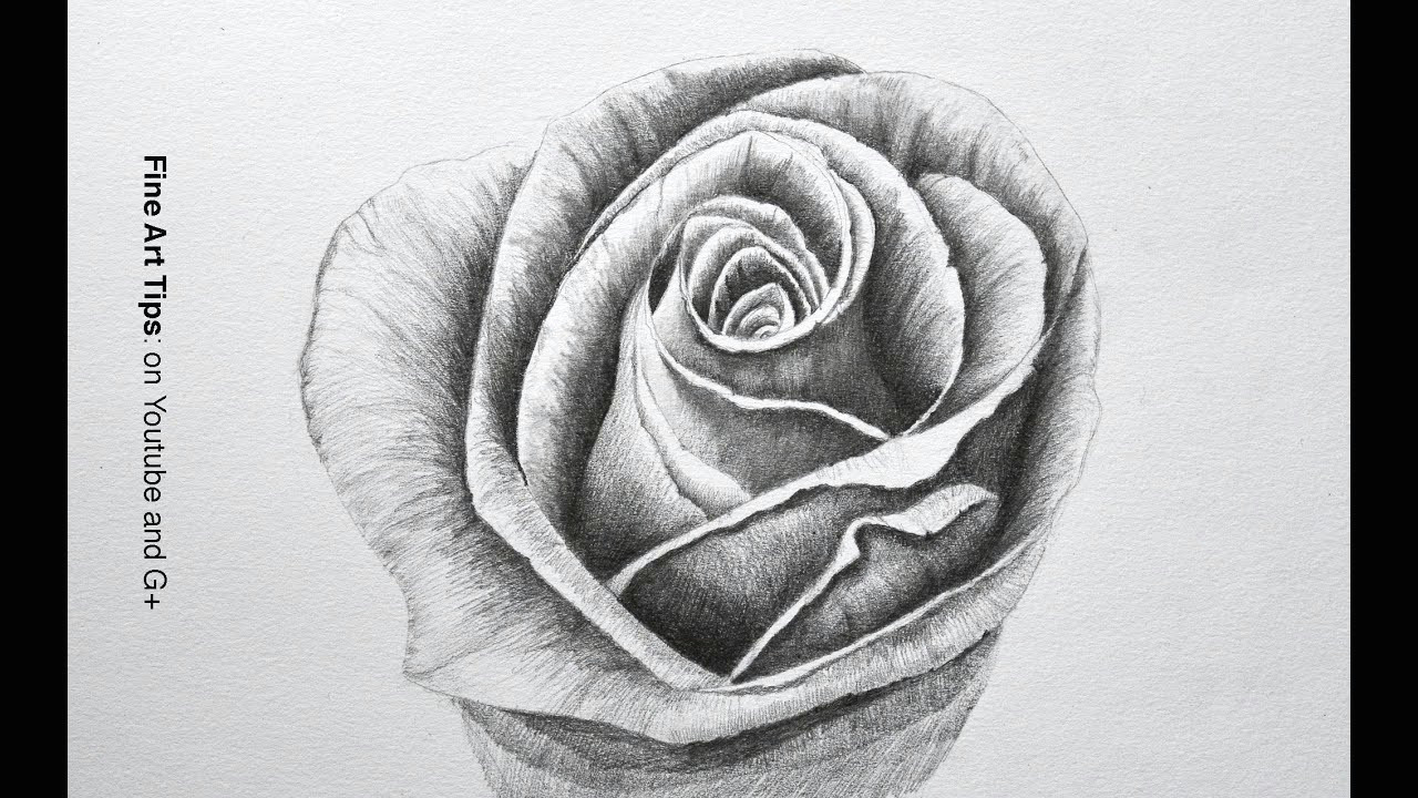 rose drawing