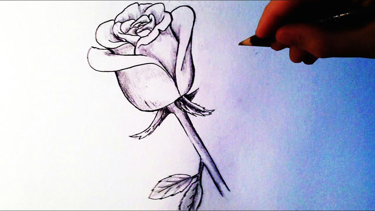 rose drawing