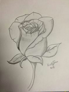 rose drawing