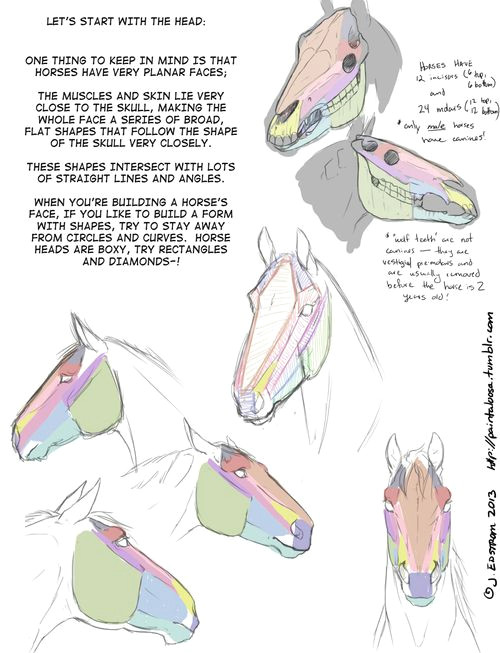 drawing art draw animal skeleton anatomy horse reference tutorial equine horses references skeletal