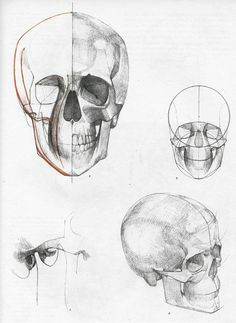 head anatomy