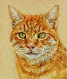 animal paintings cat drawing drawings of cats pencil drawings of animals color