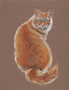 draw a realistic cat starting meow try these easy colored pencil tips