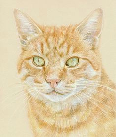 coloured pencil orange tabby cat portrait on canson mi teintes paper by katrina ann