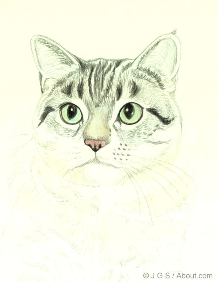 how to draw a cat in colored pencil draw a cat nose and whiskers
