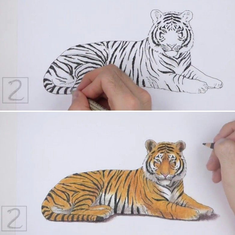how to draw a tiger by how2drawanimals howtodraw animals tiger coloredpencils