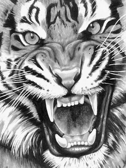 roaring tiger