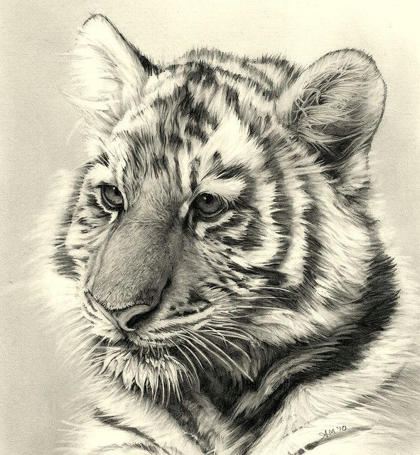 pencil drawing of a tiger made using pencils techniques crosshatching shading linear shading to create the shadows and contrast