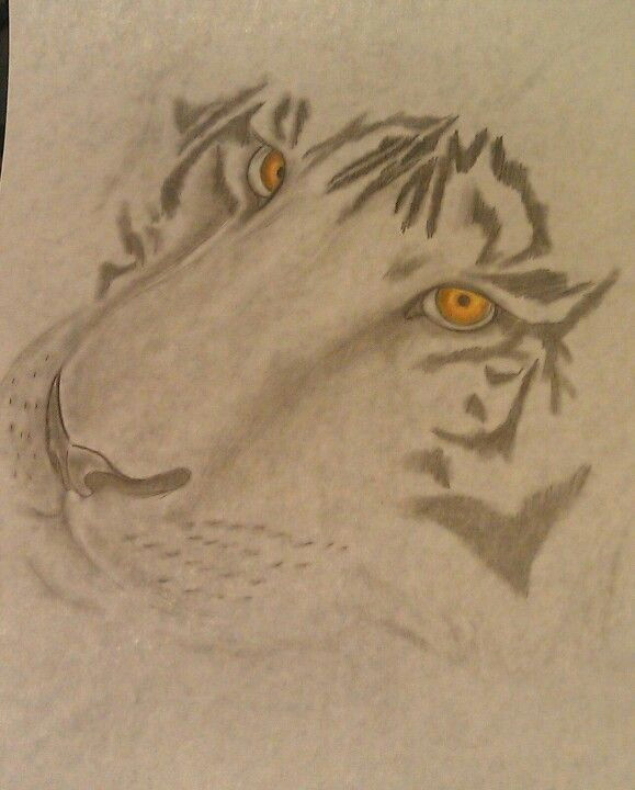 tiger sketch