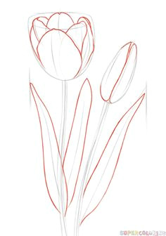 how to draw a tulip step by step drawing tutorials for kids and beginners