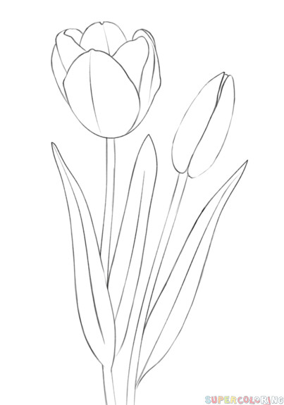 Drawing A Tulip Flowers How to Draw A Tulip Step by Step Drawing Tutorials Draw Flowers