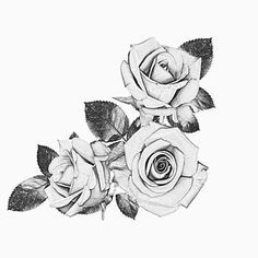 Drawing A White Rose 41 Best Black and White Roses Images