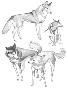 i love the lines in this concept sketches by tiffany prothero animal sketches animal