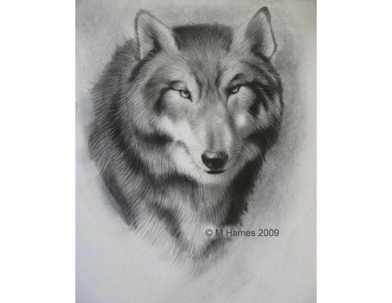 sketched drawing of a wolf