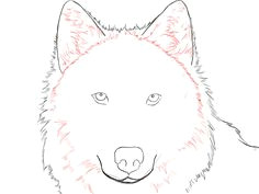 how to draw a wolf draw central