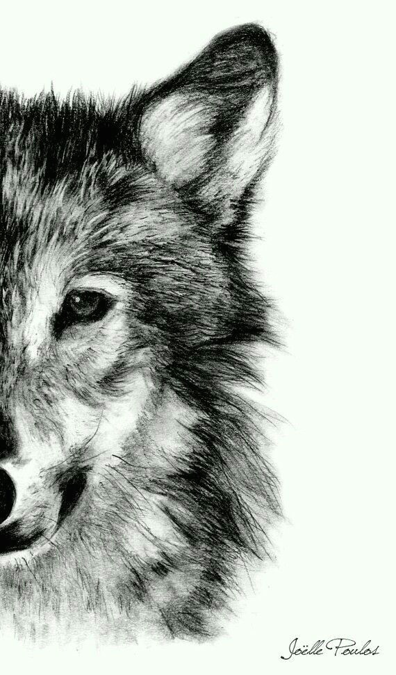 wolf