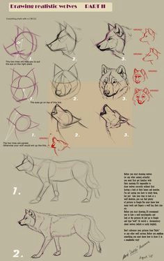 drawing realistic wolves ii