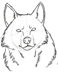 wolf head drawings wolf head sketch 1 by sparkpaw