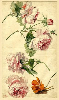 roses and a nasturtium old illustration flower floral flowers picture