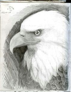 elegant eagle comic drawings drawing pages eagle drawings easy