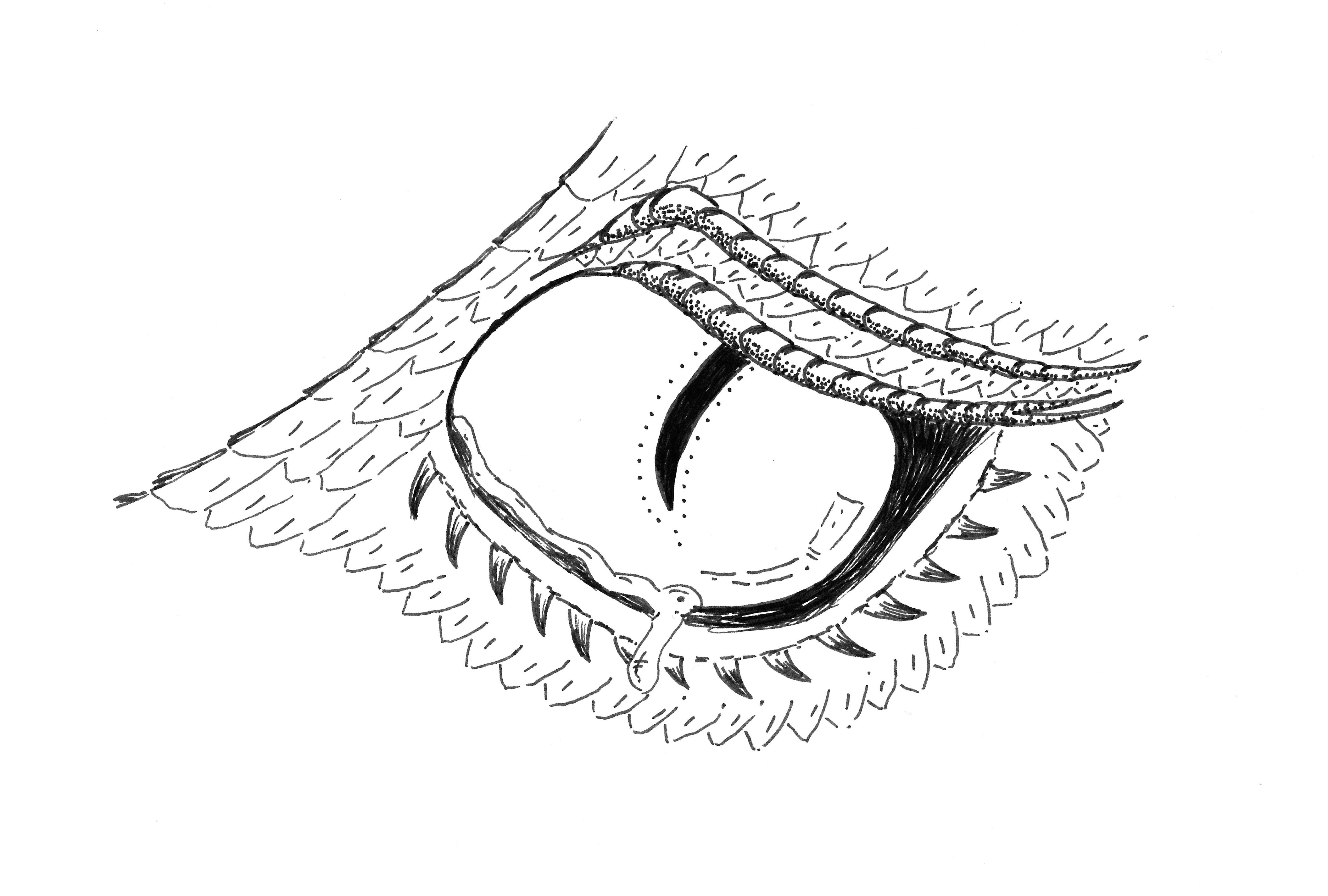 how to draw a eye easy step by step dragon eye drawing step by step at