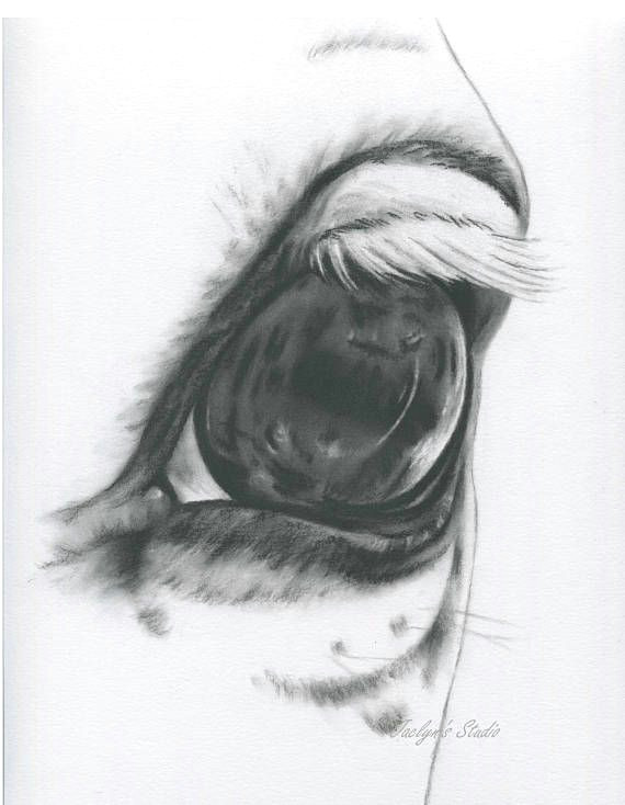 Drawing An Eye In Charcoal White Horse Eye Horse Drawing Charcoal Eye Horse Art Farm Art