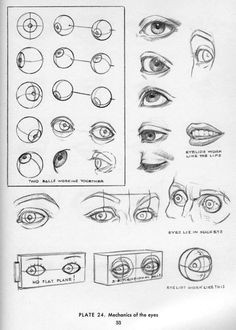 draw eyes eye study howto art anatomy reference anatomy study eye