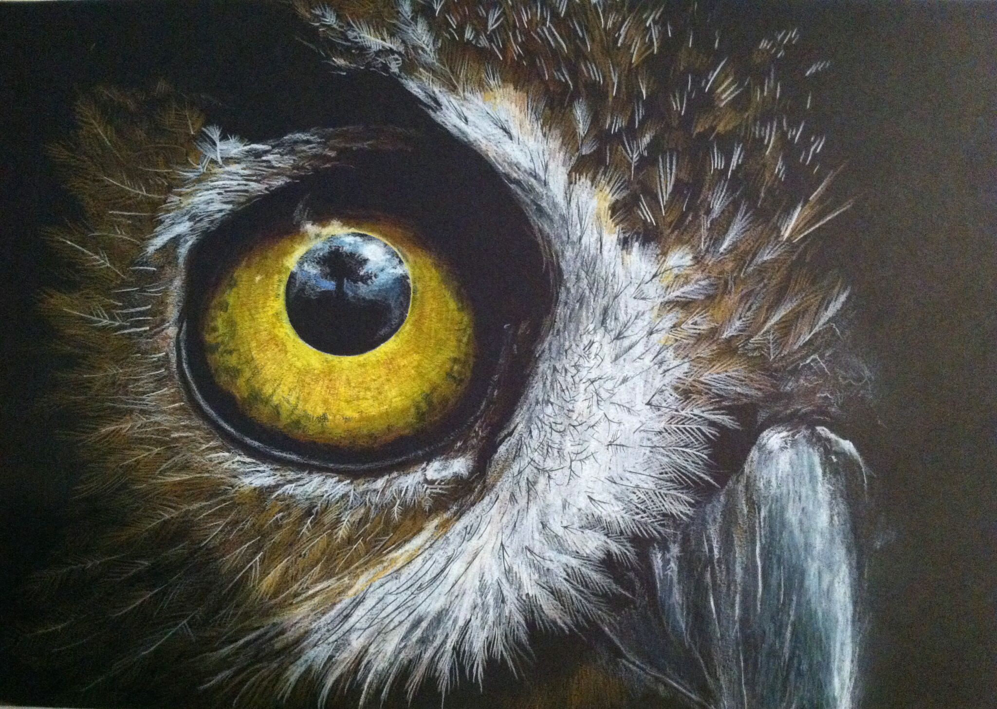 colored pencil on black paper entitled eye of the owl
