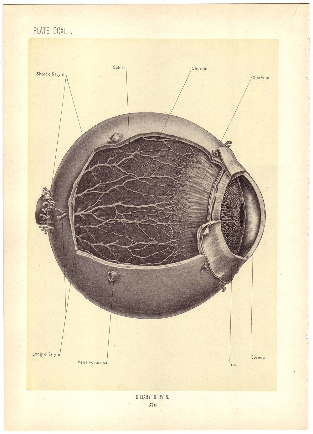 old medical illustration