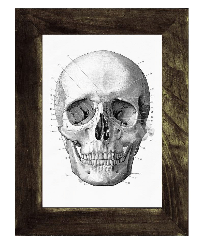 human skull print in black science prints wall art by prrint 8 99