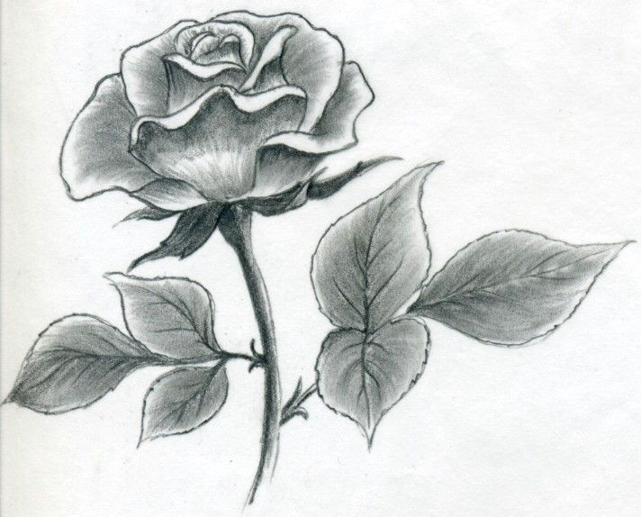 Drawing and Shading A Rose Image Result for L How to Draw A Simple Rose Buku Sketsa
