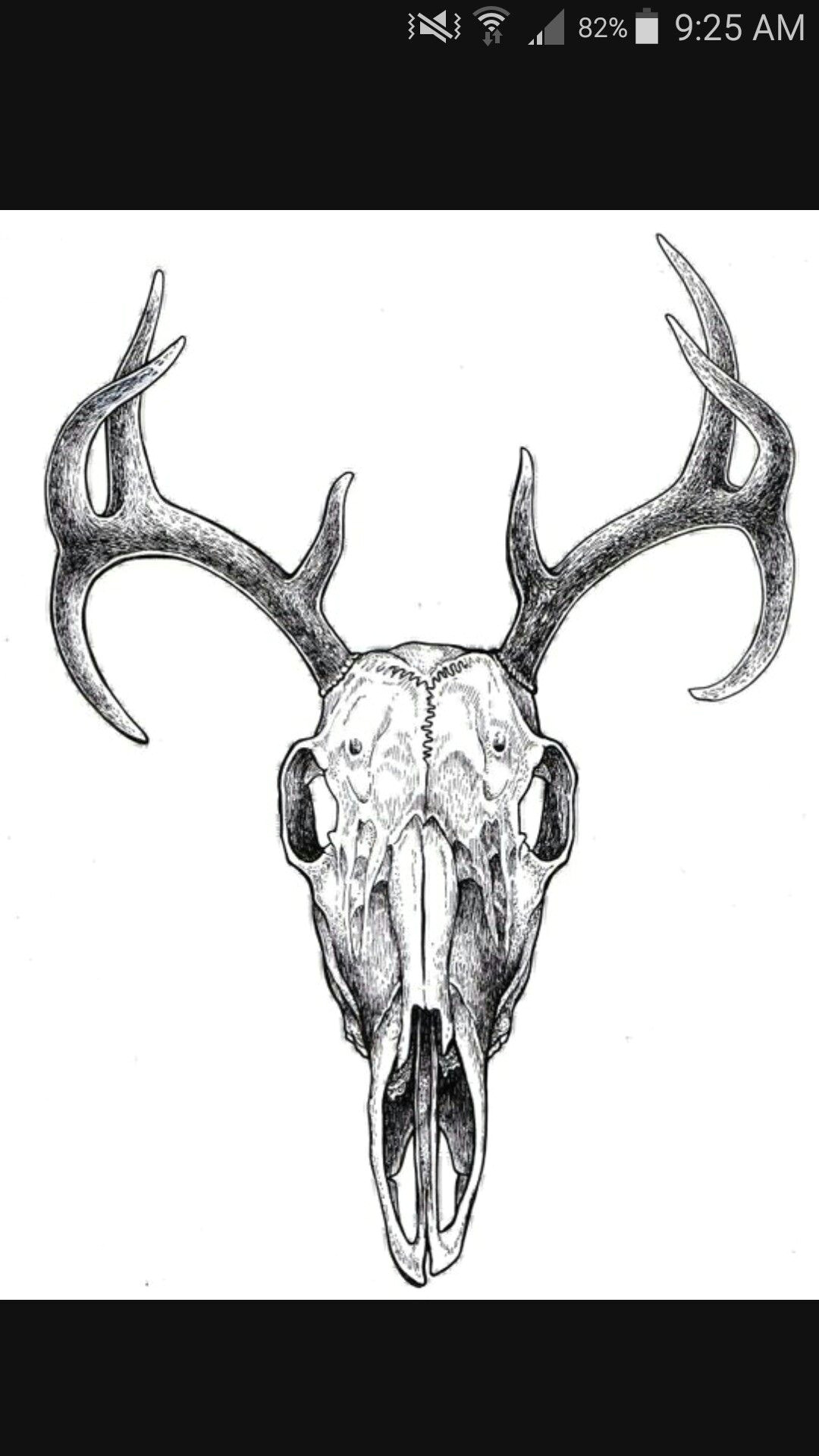 deer skull drawing skull art deer tattoo deer antler tattoos animal skulls