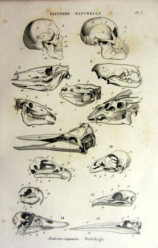 strange antique original french animal skulls by lyranebulaprints 23 95