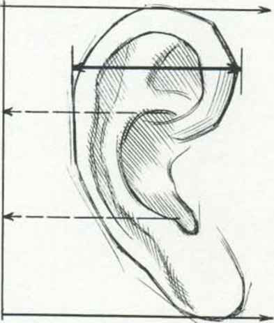 ear drawing