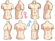 torso anatomy