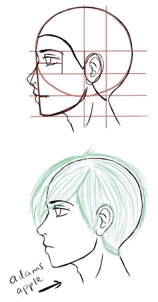 also the male may show an adams apple in the neck when looked at from the side manga side face drawing