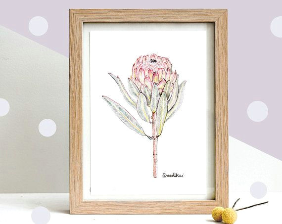 botanical art drawing of a native protea flower by carmenhuiart