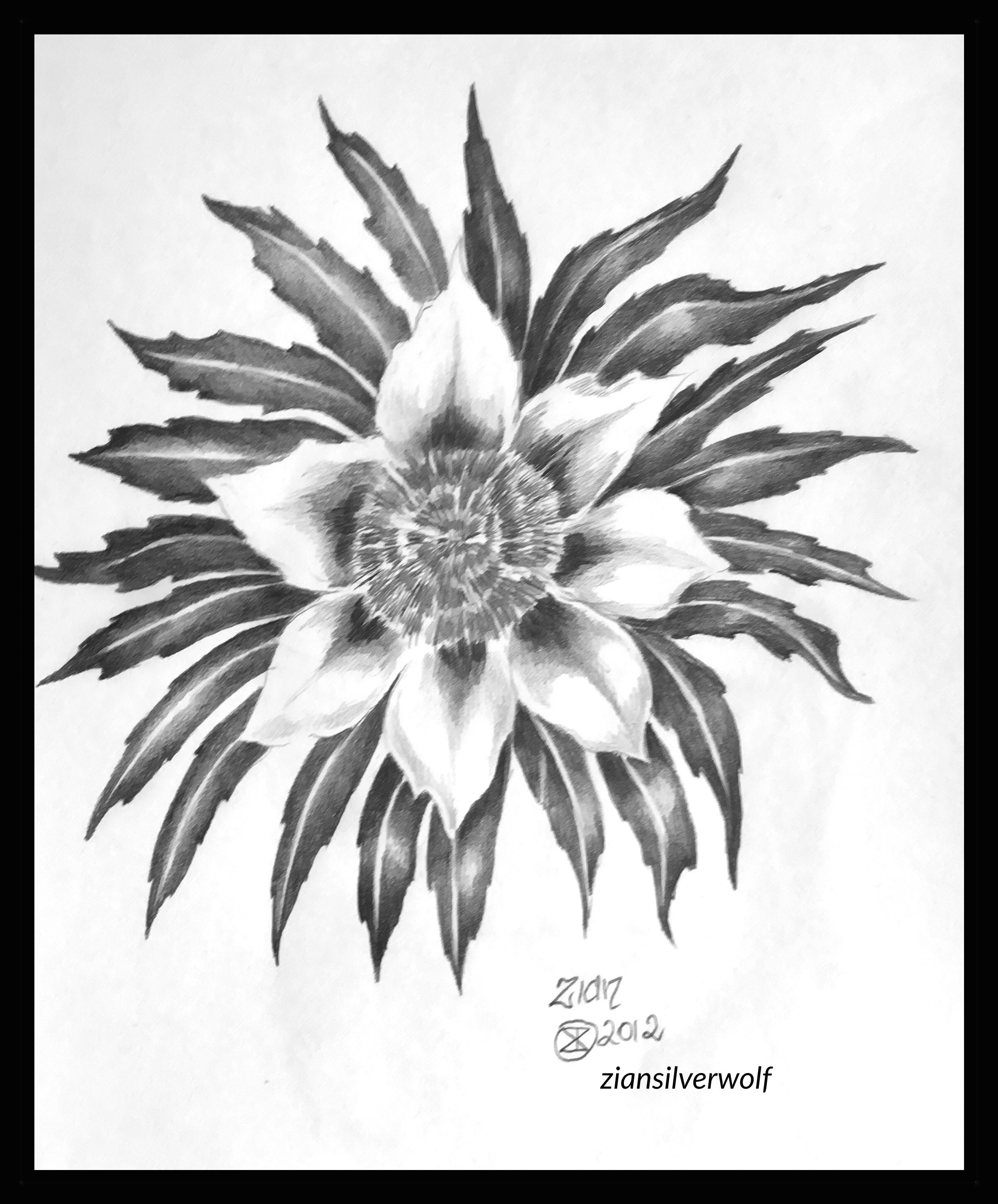 sketch flower study graphite on paper a4 made in victoria australia